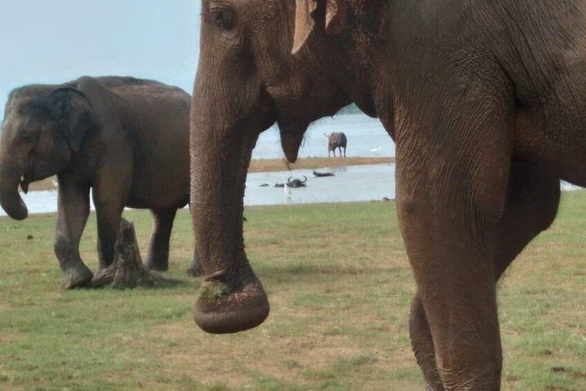 Udawalawe National Park | Private Safari Tour 3