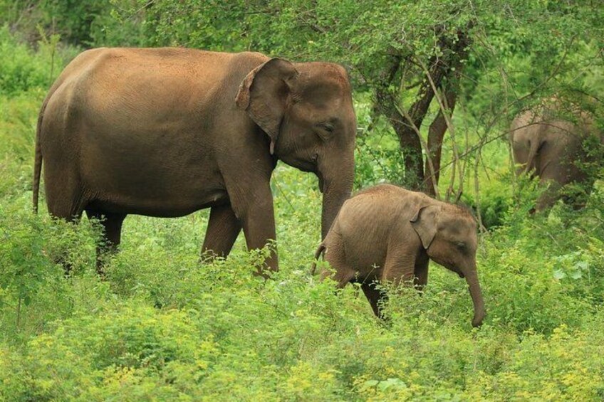 Udawalawe National Park | Private Safari Tour 1