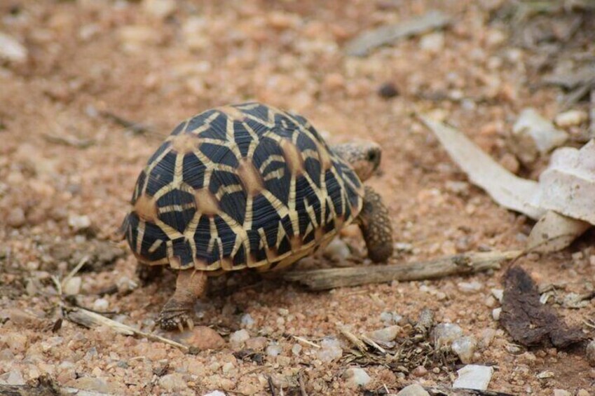 Udawalawe National Park | 4 Hours Safari Tour 