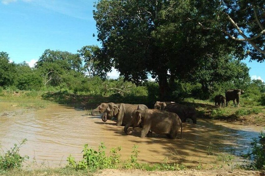 Udawalawe National Park | Private Safari Tour 2