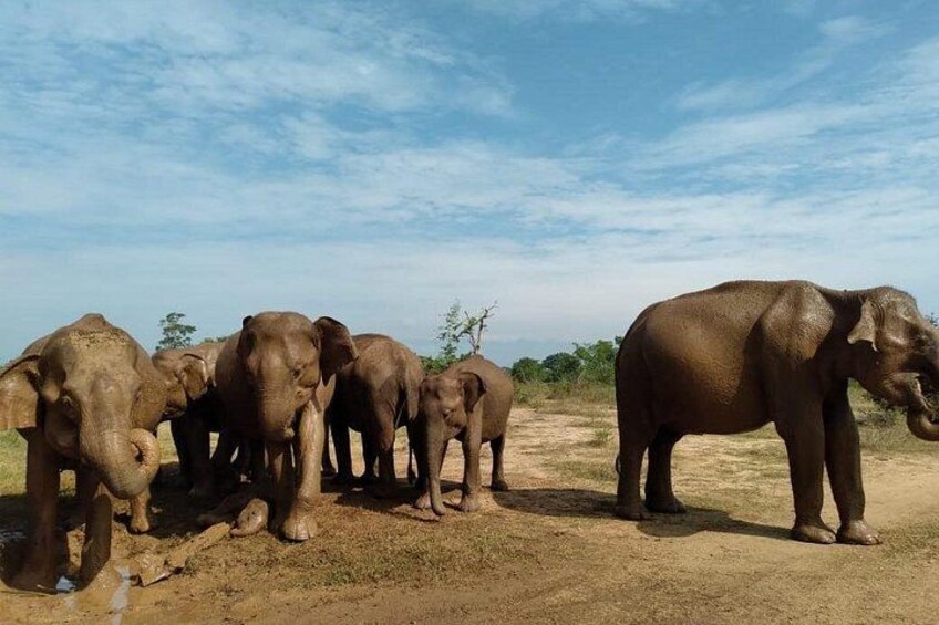 Udawalawe National Park | Private Safari Tour 5