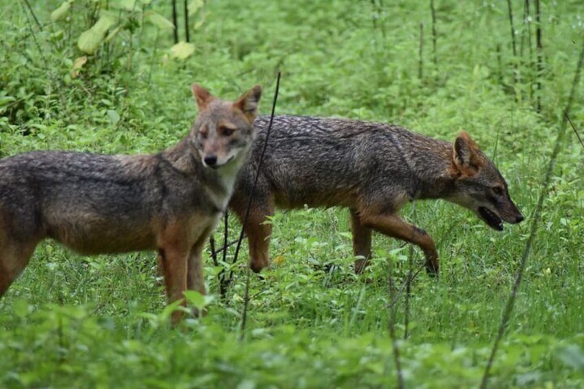 Deux canidés dans un champ d’herbe. 5