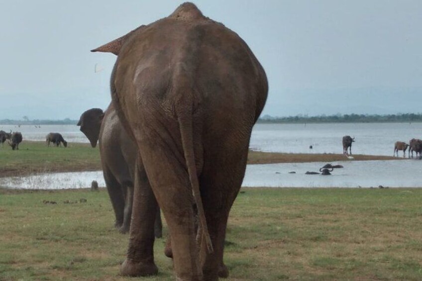 En elefant går på en græsmark nær et vandareal, med andre elefanter i baggrunden. 4