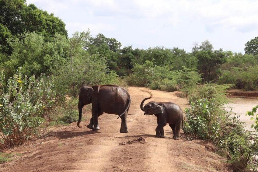 Two elephants on a dirt path surrounded by greenery. 3