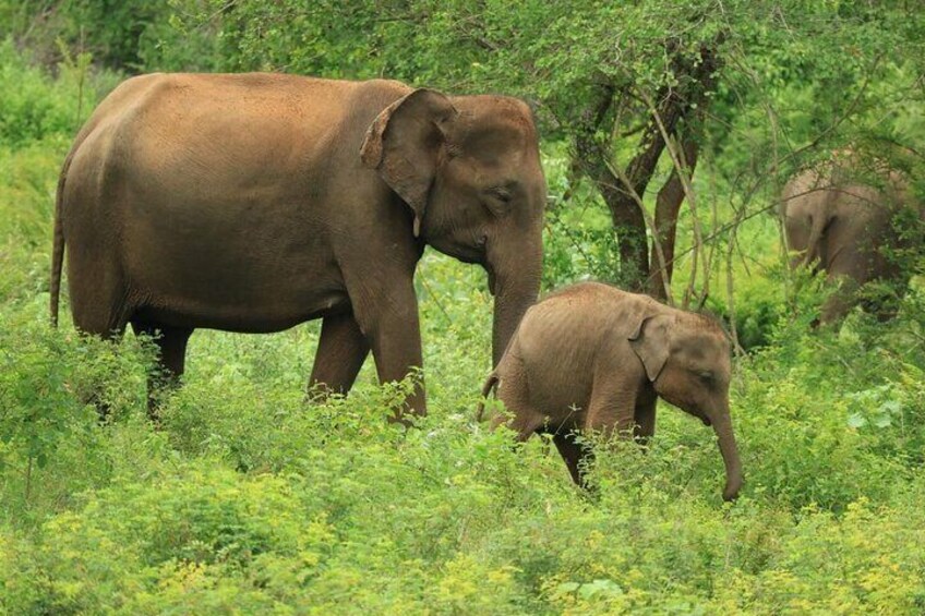 Udawalawe National Park | 4 Hours Safari Tour 