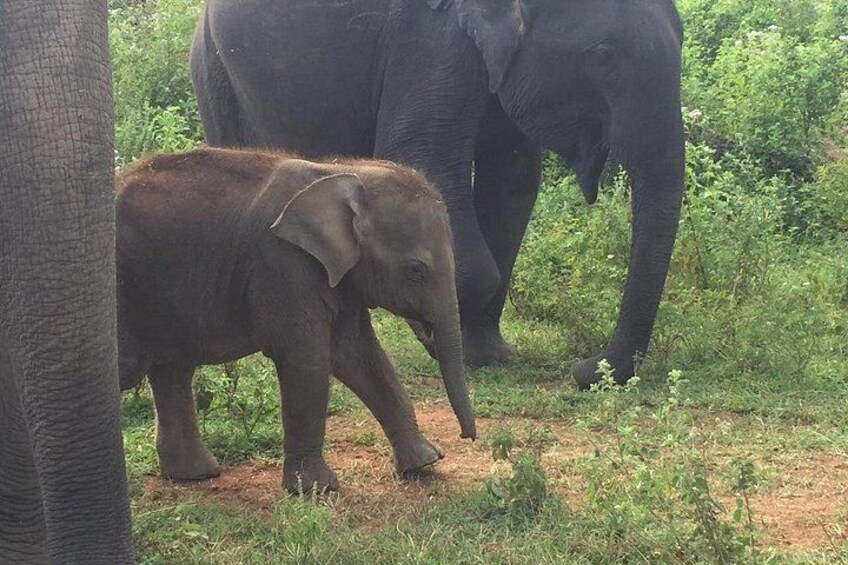 Udawalawe National Park | Private Safari Tour 2