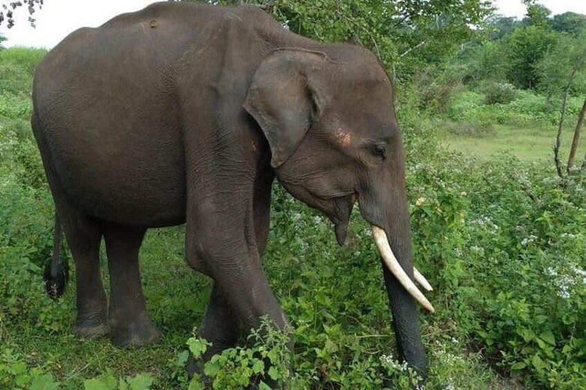 Udawalawe National Park | Private Safari Tour 3