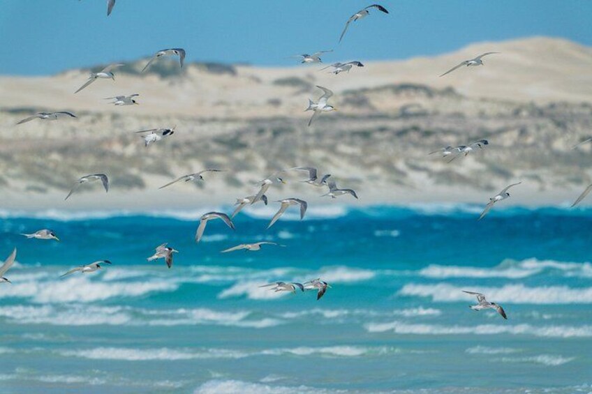 Seagulls flying over a beach with waves and a rocky shoreline in the background. 2
