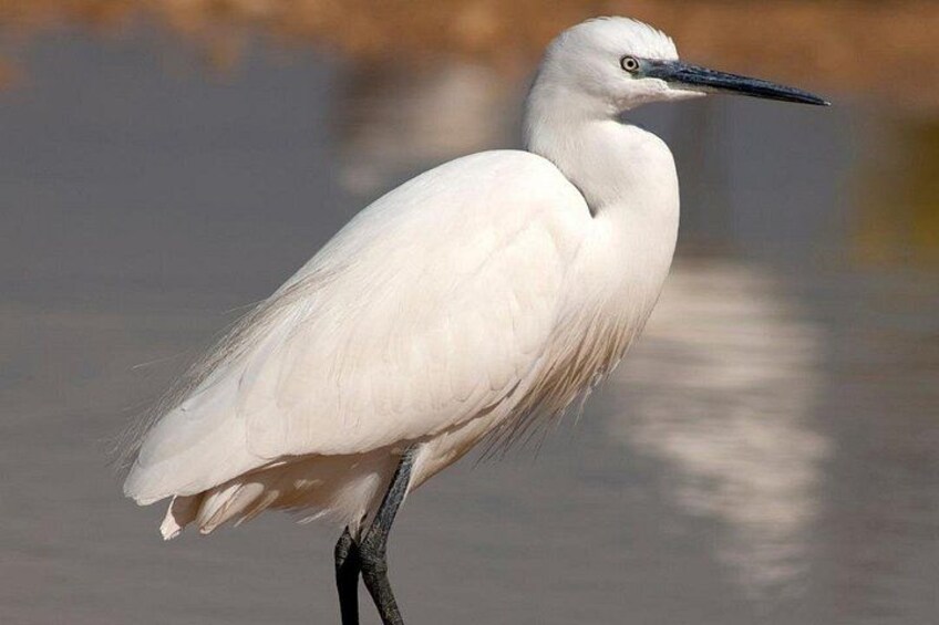 "Discover the egrets garzettes during your Camargue boat ride. A unique immersion in the fauna of the Canal du Rhône in Sete." 2