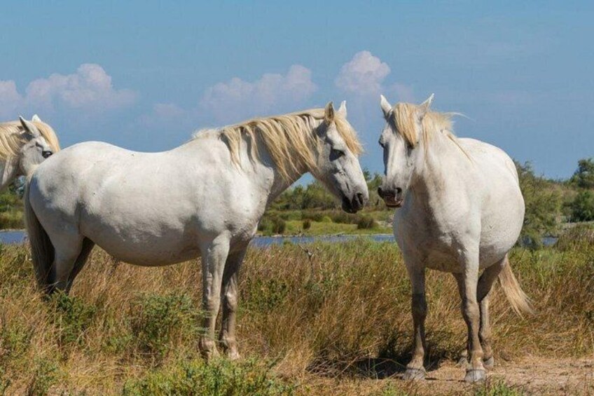 "Observation of wild horses during our Camargue boat ride. An unforgettable nature experience on the Rhone in Sete." 5
