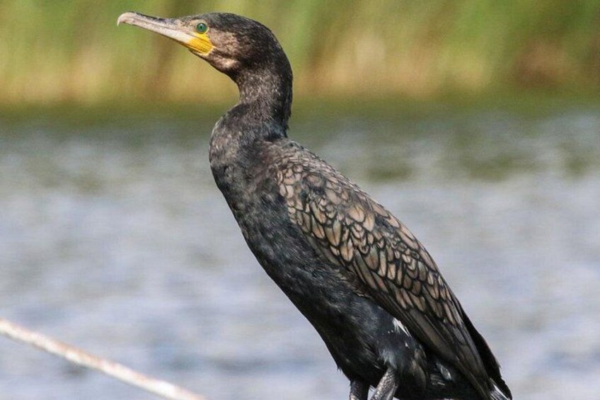 "Observation of free-ranging cormorants during our Camargue boat ride. An encounter with exceptional local wildlife." 3