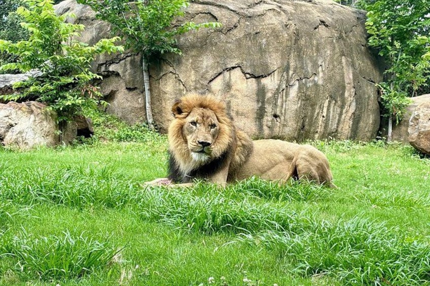A lion lying on grass with a rocky background. 1