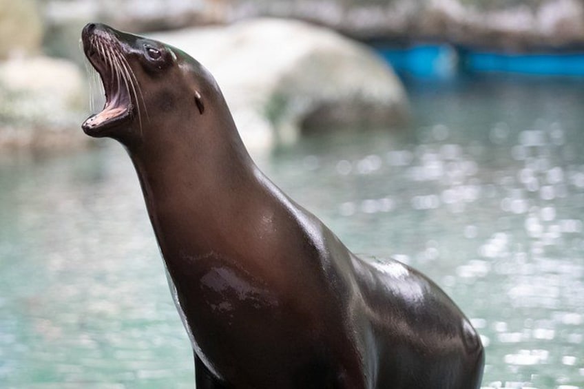 A seal with its mouth open, possibly vocalizing, in a body of water with rocks and a blue structure in the background. 3