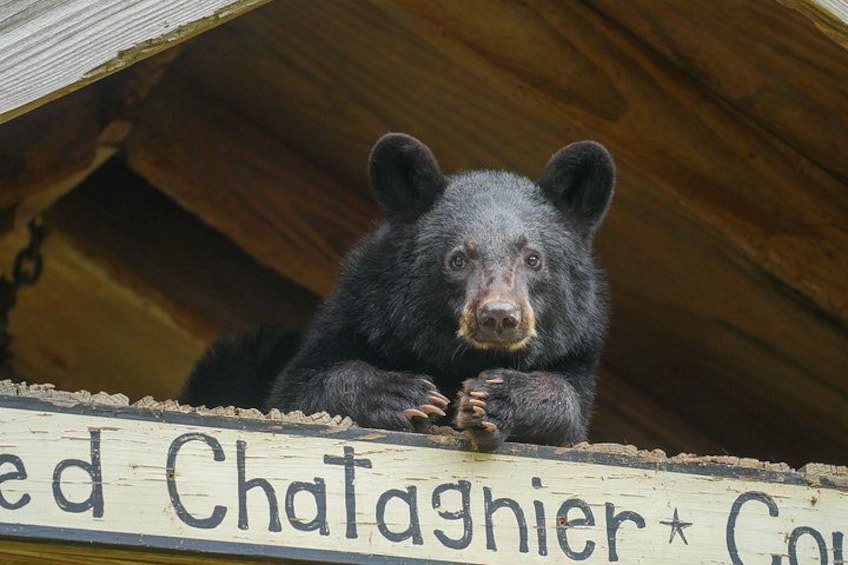 A black bear with its paws on a wooden sign. 4