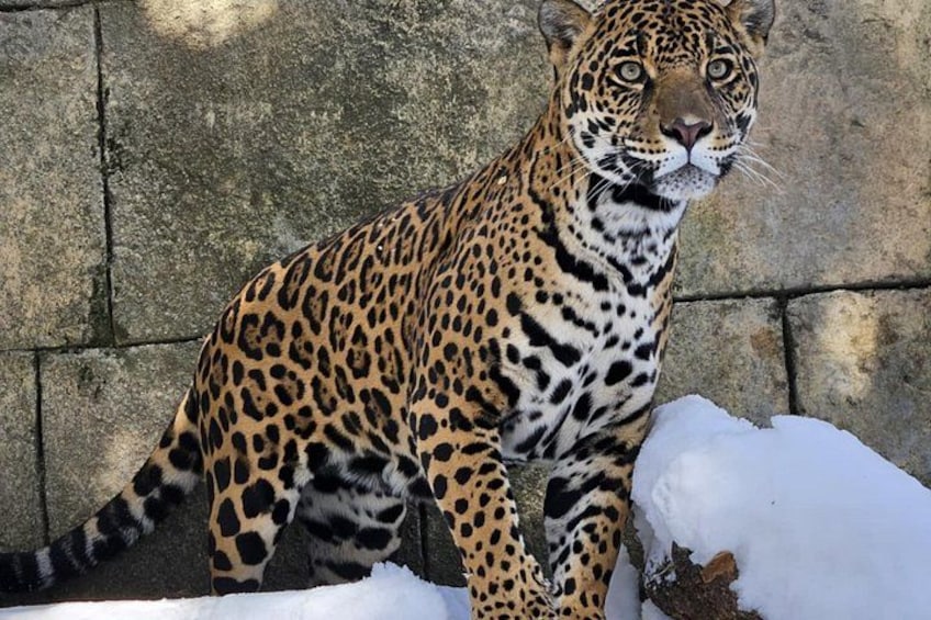 A leopard with a spotted coat, standing on a rock with snow around. 2