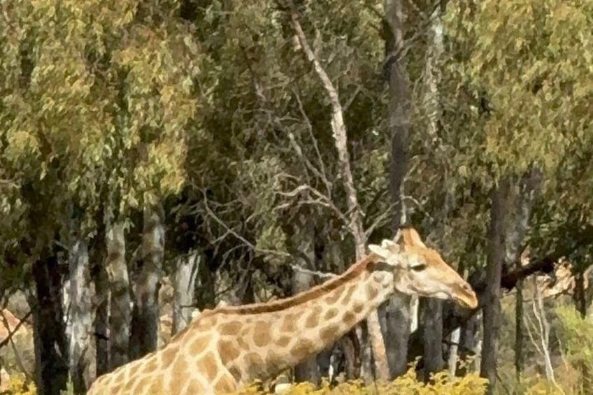 Aquil big five Sunset safari long march to freedom museum 3