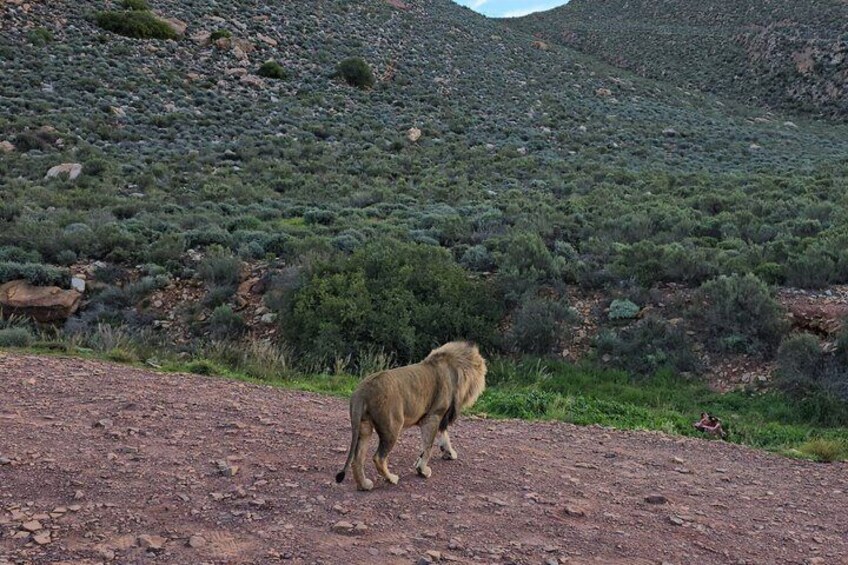 Aquil big five Sunset safari long march to freedom museum 2