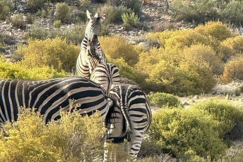 Aquil big five Sunset safari long march to freedom museum 1