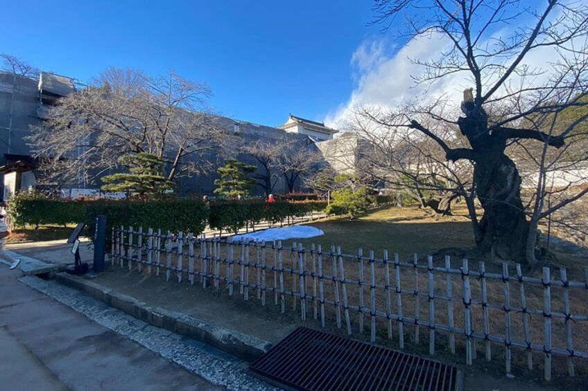 A traditional Japanese garden with a wooden fence, a large tree, and a building in the background. 2