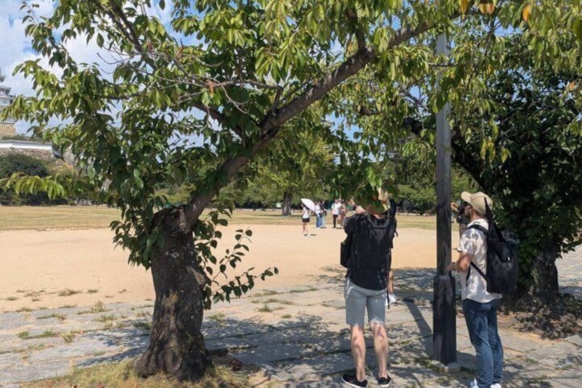 Himeji Castle Tour 3