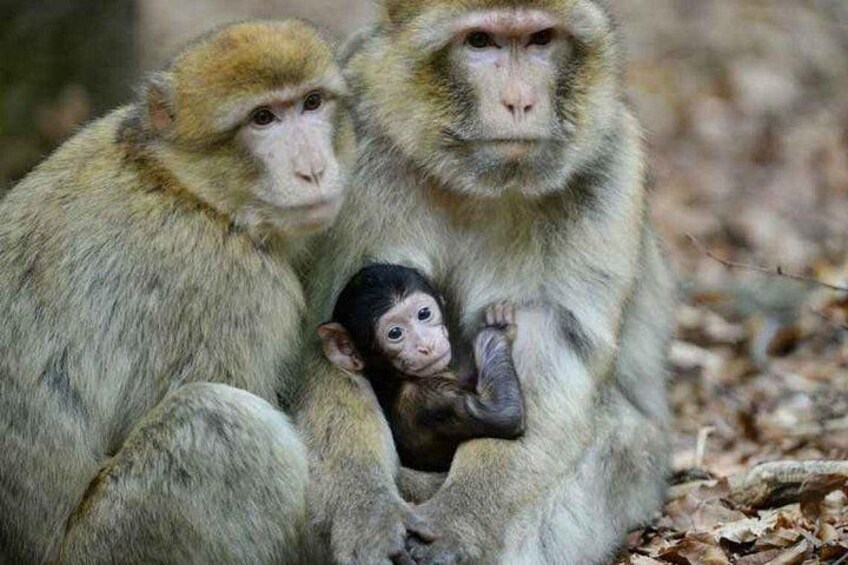 Ein Affe mit seinem Baby. 5