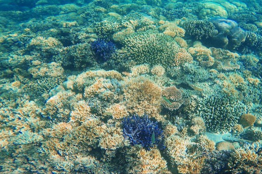 A coral reef with various types of coral formations and marine life. 5