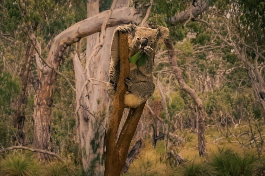 Blue Mountains Private Tour from Sydney: Scenic World & Koalas 3