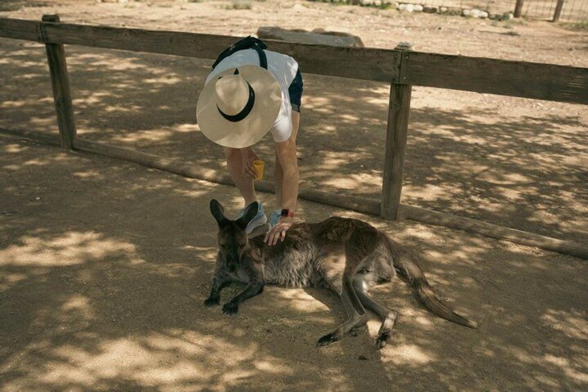 Blue Mountains Private Tour from Sydney: Scenic World & Koalas 2