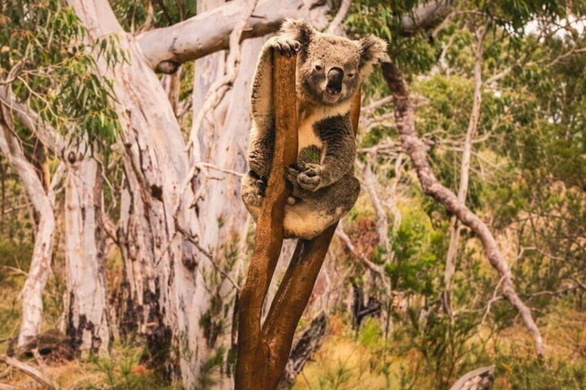Blue Mountains Private Tour from Sydney: Scenic World & Koalas 4