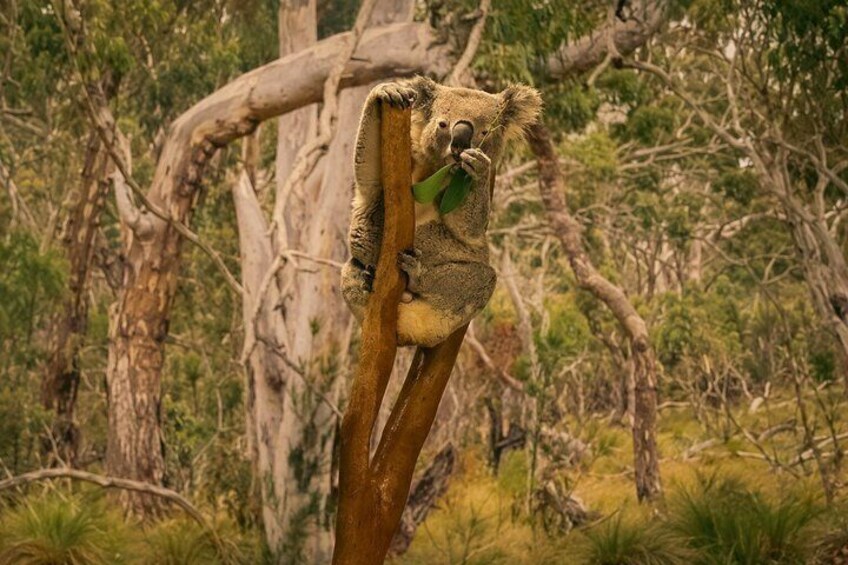 Blue Mountains Private Tour from Sydney: Scenic World & Koalas 3
