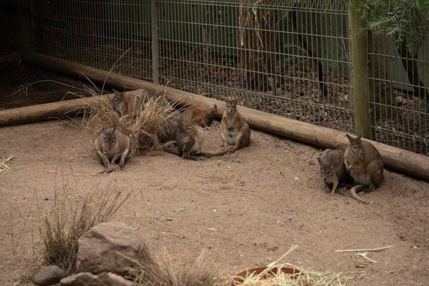 Blue Mountains and Wild Life Private Full-Day Tour from Sydney 5