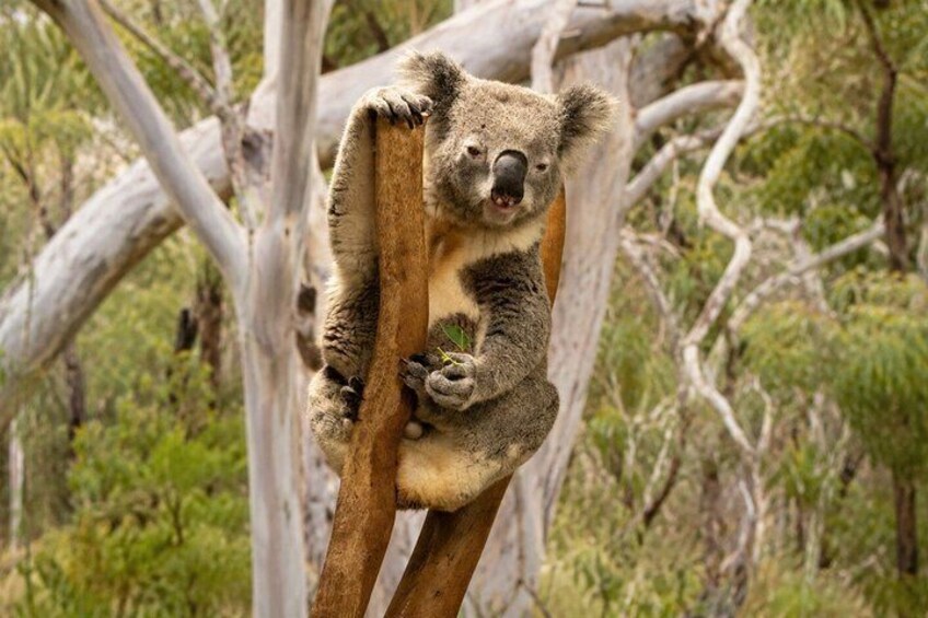 Blue Mountains and Wild Life Private Full-Day Tour from Sydney 3
