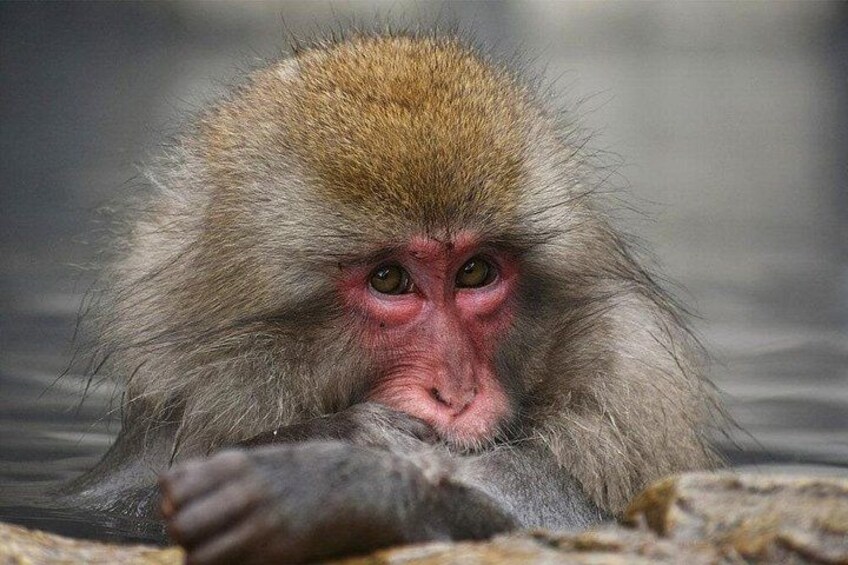 A monkey with reddish eyes and a brownish head, partially submerged in water. 2