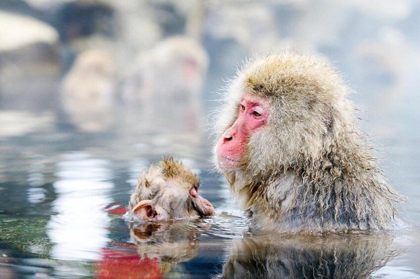 A monkey in water with a reflection. 4