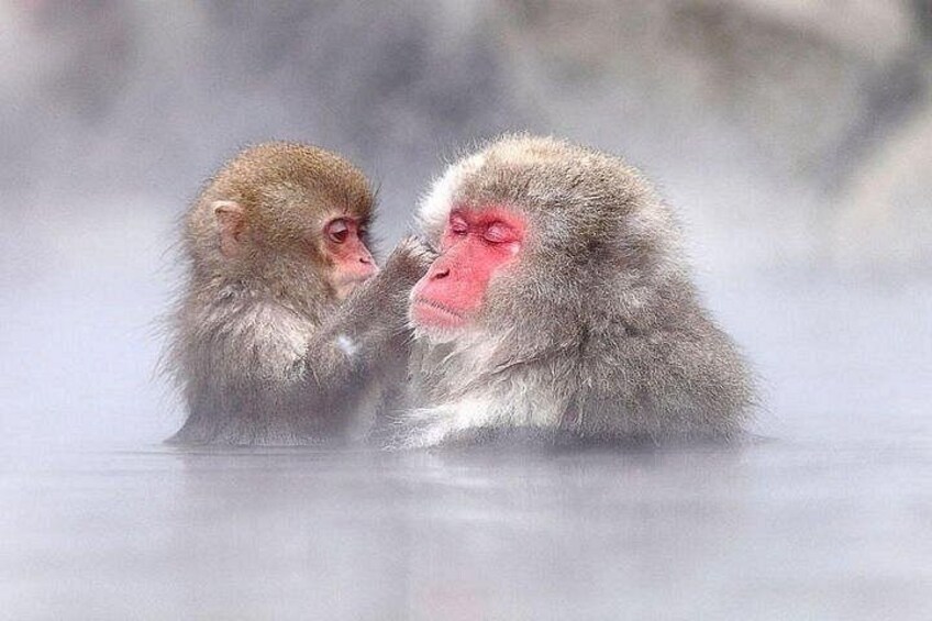 Two monkeys in a steam bath. 1