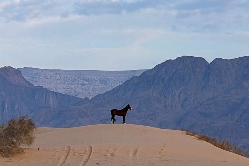 A horse standing on a sand dune with a mountainous landscape in the background. 1