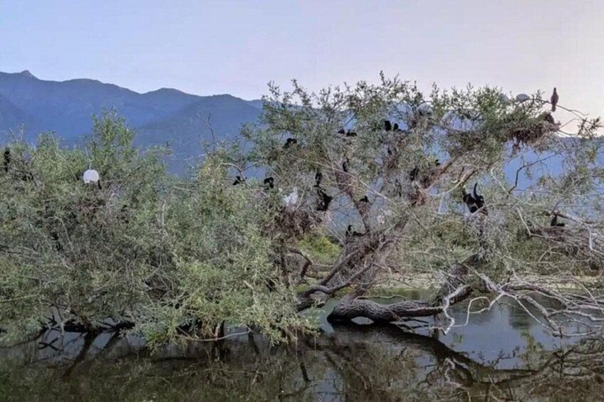 A riverbank with trees and a mountain range in the background. 2