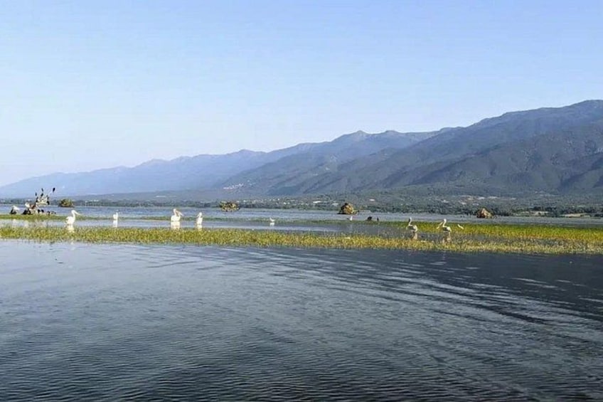 Un lago tranquilo con montañas al fondo y varias aves blancas sobre el agua. 2