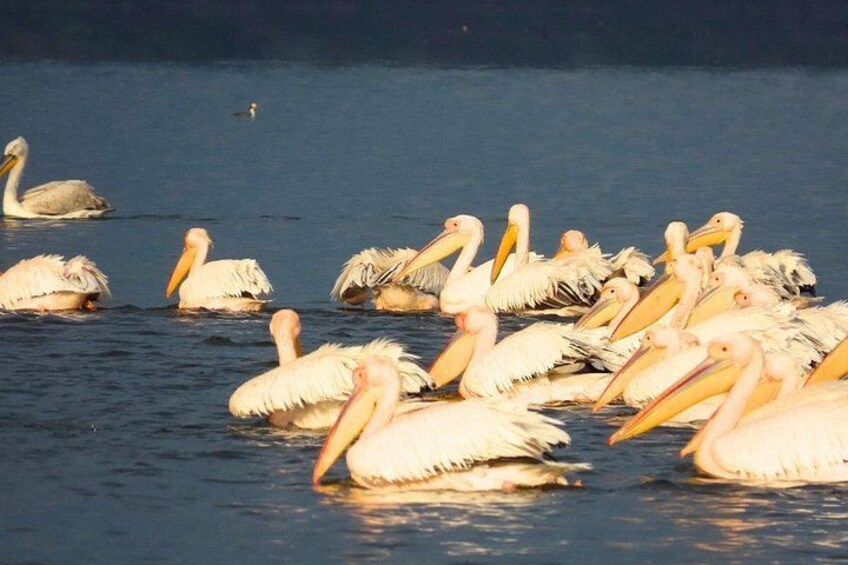 Un groupe de pélicans nageant dans l’eau. 3