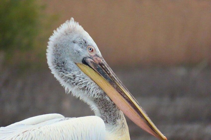 Un grand oiseau au long bec et au plumage blanc. 2