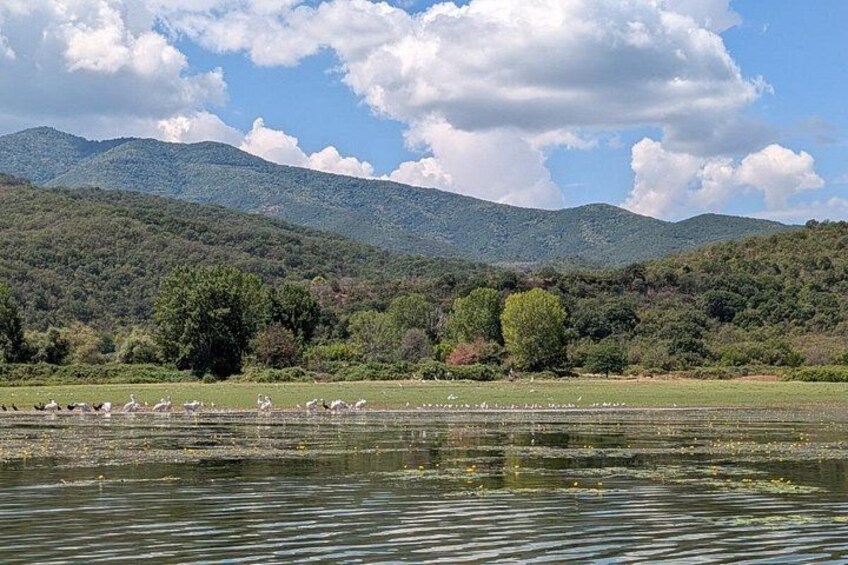 Un lac avec des canards, des arbres et des montagnes en arrière-plan. 4