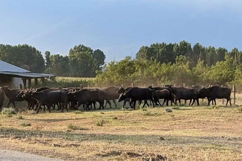 Water buffalo moving as one, raising dust. 4