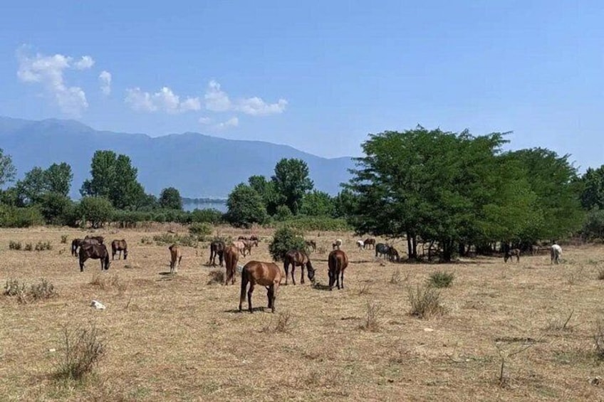 Wild horses grazing by the lakeside plain. 5