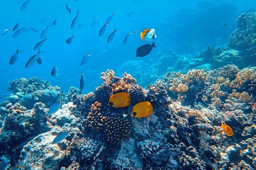 A coral reef with various fish species, including yellow and blue ones, and a school of small fish swimming above. 4