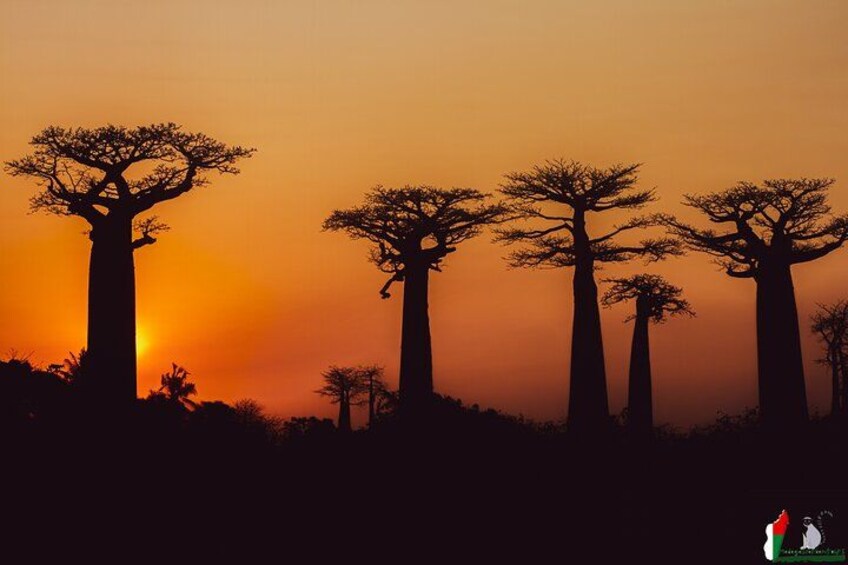 Sunset at baobab avenue 3