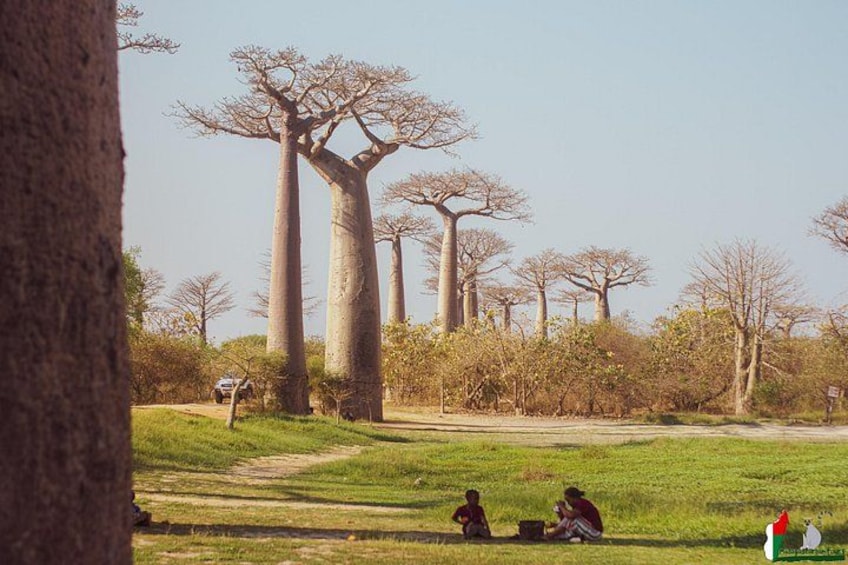 Tall baobab trees, a grassy field, and people sitting on the ground. 2