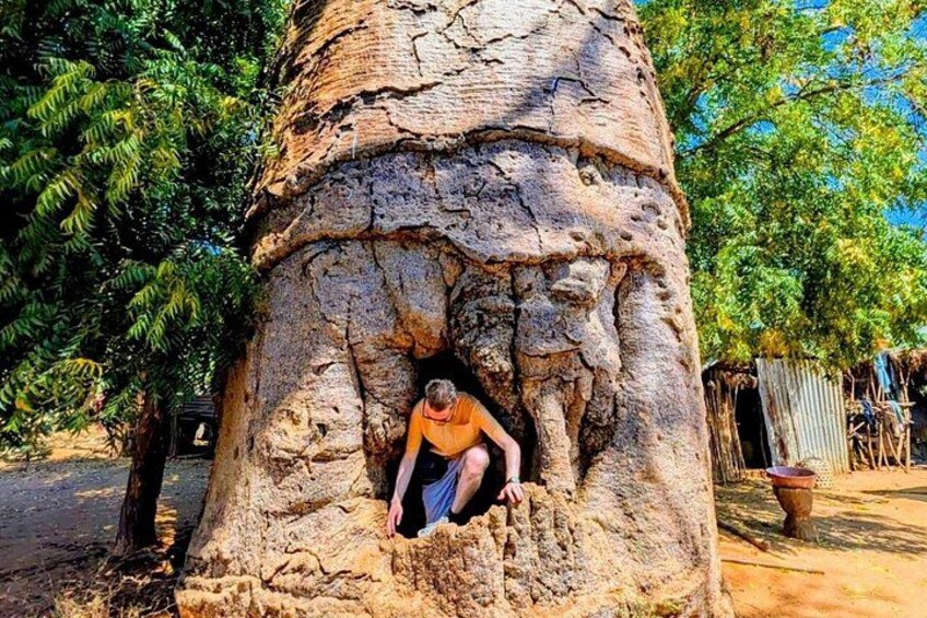Eine Person sitzt in einer riesigen Baumhöhle. 1