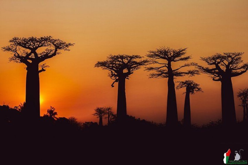 A silhouette of tall trees against a sunset sky. 3