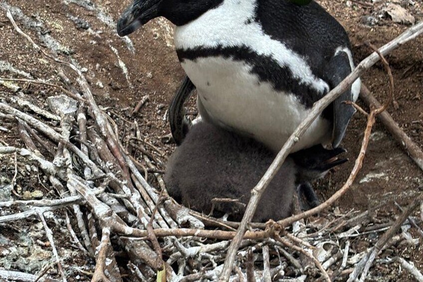 Full Day Private Cape Town and Peninsula Tour 4