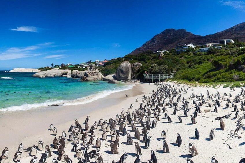 A beach with penguins, clear blue water, and a mountain in the background. 2
